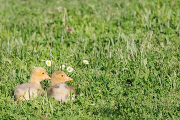 Two cute baby ducks on the grass near to the lake, chamomile flowers around