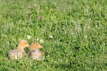 Two cute baby ducks on the grass near to the lake, chamomile flowers around