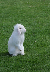 A cute white lop eared rabbit sitting up on lush green grass 