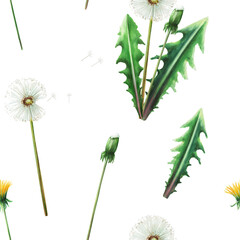 Watercolor seamless pattern with dandelions flowers and green leaves. Hand painting clipart botanical meadow illustration on a white isolated background. For designers, decoration, postcards, wrapping