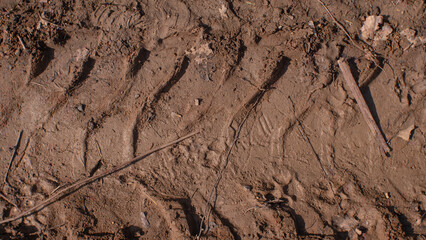 Tire track of a tractor wheel in the mud. Water from above, background. Tersturirovannaya imprint from the tread of a tractor wheel on a dirt country road. Tractor protector imprinted on the ground.