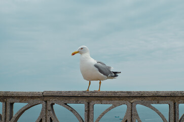 A curious seagull watching over the tourists, poses on a stone structure. In the background the blue sky and the Cantabrian Sea.