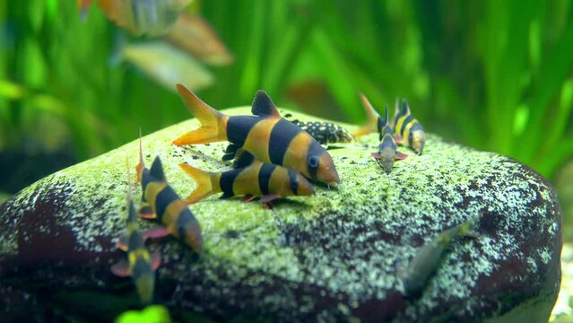 several Boesemani rainbowfish lying on a rock covered in lush green algae. Their vibrant colors and peaceful behavior make for a stunning sight in the aquarium.