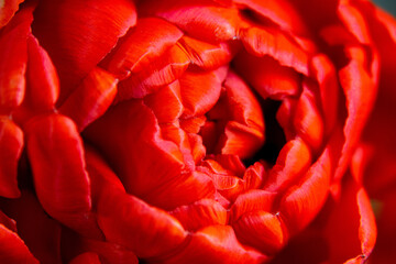 Beautiful red flower close up. Wall mural