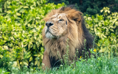 Male Asiatic lion (Panthera leo persica).
