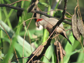 the estrild astrild
(Linnaeus, 1758) just watching the landscape/Common Waxbill