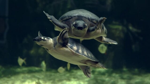 A cute sea turtle is swimming underwater in an aquarium. Its shell and flippers are clearly visible, and it moves gracefully through the water