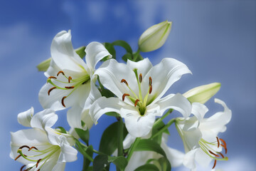 Fototapeta na wymiar White Madonna Lily. Close-up of Lilium flower on blue background. Beautiful Lilium Candidum flower. Easter Lily flowers greeting card. White Lily Lilies blooming on blue sky. Beautiful spring plant 