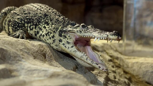 In this video, a crocodile is lying calmly in its enclosure at the zoo with its mouth open