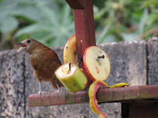 the Tachyphonus coronatus
(Vieillot, 1822)/Ruby-crowned Tanager/ female feeding