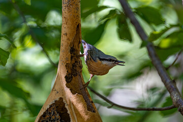 Sitta europaea sitting on a branch in forest near feeder