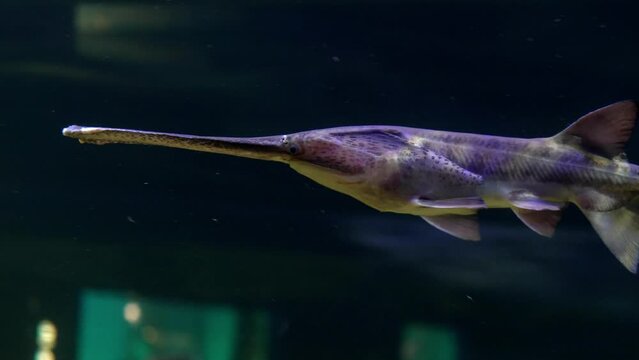 Paddlefish swimming persistently in the aquarium - close-up shot