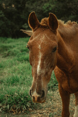 Naklejka na ściany i meble portrait of a horse in the pasture