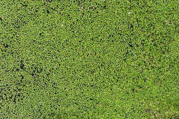 Lentejas verdes de agua, lemna, flotando en una charca, textura