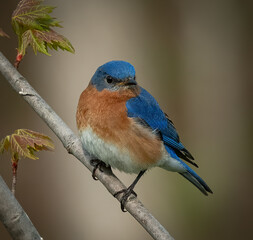 bird on a branch