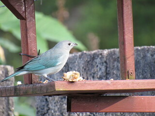 the Thraupis sayaca
(Linnaeus, 1766)/Sayaca Tanager
/ eating banana