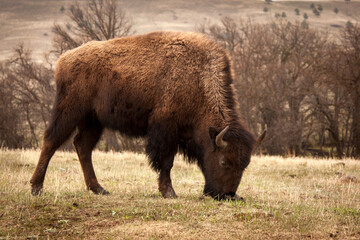 American Bison Grazing in a field