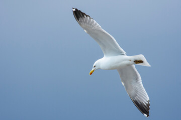 Urban bird views from Istanbul sea gulls