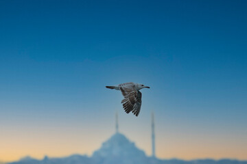 Urban bird views from Istanbul sea gulls