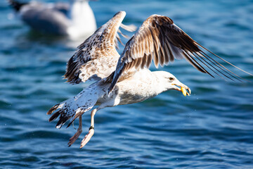 Urban bird views from Istanbul sea gulls