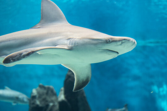 Primo piano su squalo dell'Acquario di Genova, Liguria, Italia, Europa