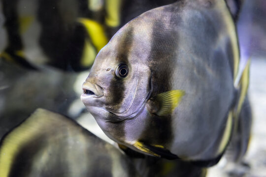 Pesce pipistrello orbicolare, Platax orbicularis, Acquario di Genova, Liguria, Italia, Europe