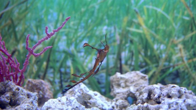A beautiful seahorse slowly moves around the aquarium, showing off its unique features and graceful movements