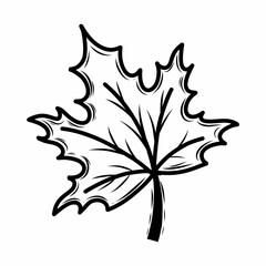 Naklejka premium Maple leaf. Vector doodle illustration. Autumn. Postcard decor element. Coloring book for kids.