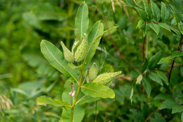 Common Milkweed Pods Growing Along The Trail In Summer