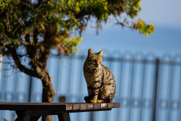 cats of istanbul sunbathing in the park
