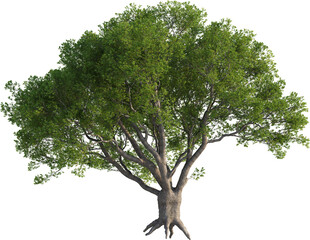 Side view of Oak Tree