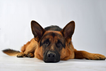 Perro Pastor alemán 
