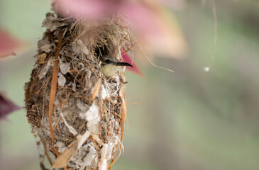 Purple Sunbird in Nest on Eggs