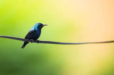 Purple Sunbird with hunt to feed Chicks in breeding Season 
