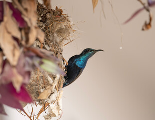 Purple Sunbird with nest