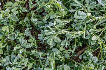 Frost crystals on alfalfa.