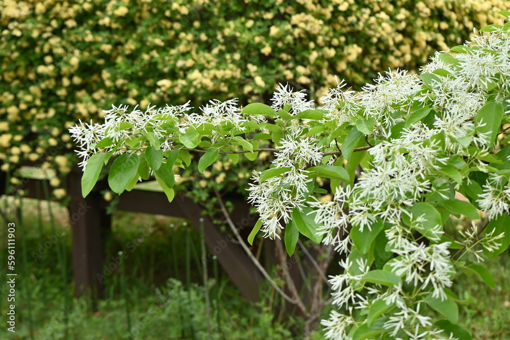 Canvas Prints Chinese fringe tree ( Chionanthus retusus ) flowers.
Oleaceae Dioecious deciduous tree. Many white flowers bloom in panicles from May to June.