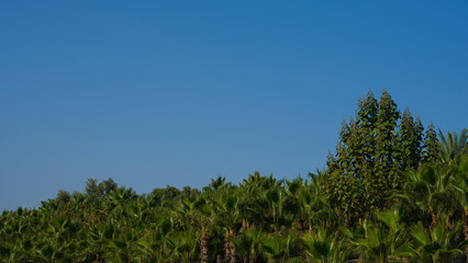 Obraz premium beautiful trees and sky on a sunny day