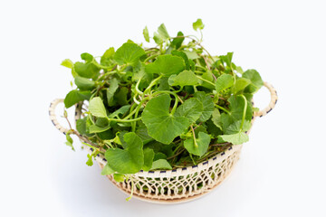 Fototapeta premium Gotu kola plant or Asiatic pennywort, Indian pennywort