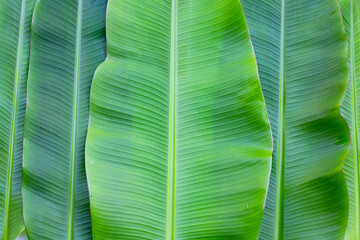 Fresh banana leaves for background.