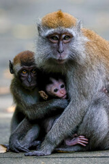 Monkey family huddling together.