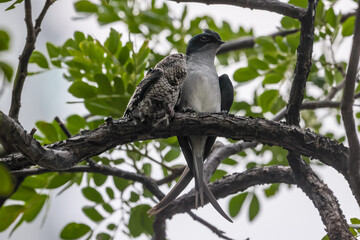 Grey rumped tree swift with chick.