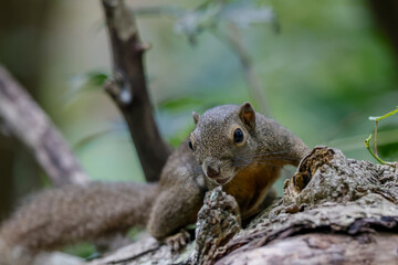 Naklejka na ściany i meble Common tree squirrel