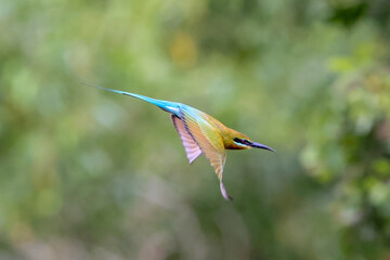 bee-eater in mid-flight.
