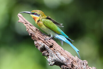 Bee-eater in Asia.
