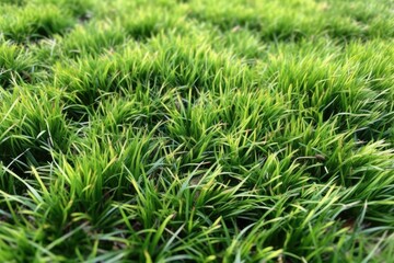 Fototapeta na wymiar lush green field of grass up close. Generative AI