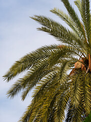 Fototapeta na wymiar beautiful palm tree and sky