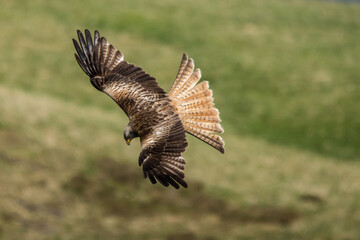 Red Kite