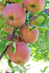 Gala apples hanging on tree limb