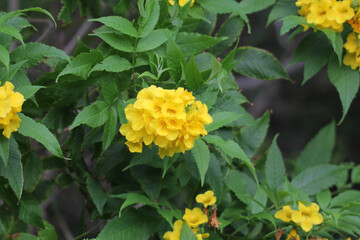 Yellow bells flowers on a tecoma stans plant in a garden